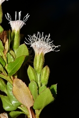 Ageratina campyloclada
