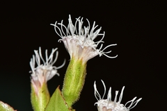 Ageratina campyloclada