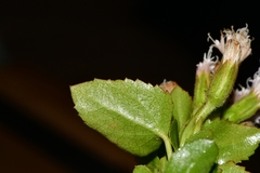Ageratina campyloclada