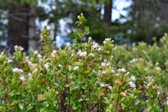 Ageratina campyloclada