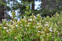 Ageratina campyloclada