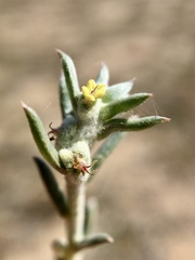 Malacocera tricornis