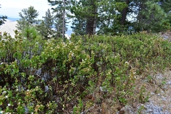 Ageratina campyloclada