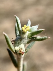 Malacocera tricornis