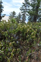 Ageratina campyloclada