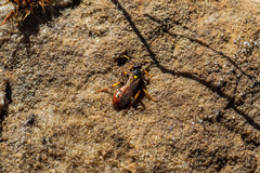 Ichneumon clasma