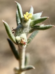Malacocera tricornis