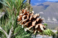 Pinus stylesii