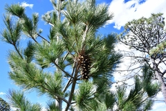 Pinus stylesii