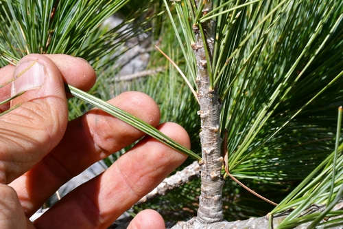 Styles's white pine