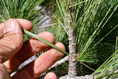 Pinus stylesii