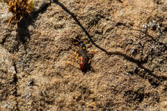 Ichneumon clasma