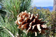 Pinus stylesii