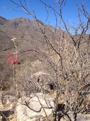Fouquieria macdougalii