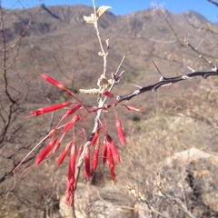 Fouquieria macdougalii