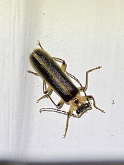 Podabrus basillaris