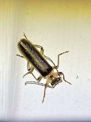 Podabrus basillaris