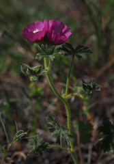 Sidalcea keckii
