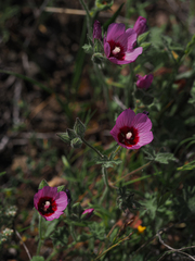 Sidalcea keckii