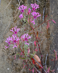 Clarkia concinna concinna