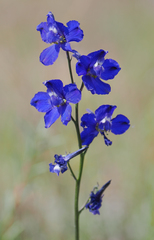 Delphinium uliginosum