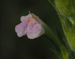 Castilleja rubicundula rubicundula