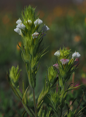 Castilleja rubicundula rubicundula