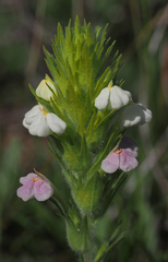 Castilleja rubicundula rubicundula
