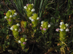 Castilleja rubicundula rubicundula