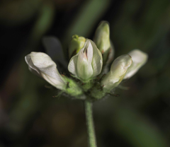 Astragalus breweri