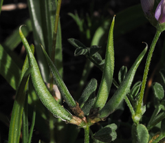 Astragalus rattanii jepsonianus