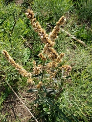 Pterocaulon cordobense