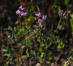 Astragalus rattanii jepsonianus