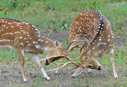 Chital