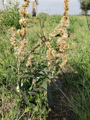 Pterocaulon cordobense
