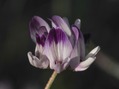 Astragalus rattanii jepsonianus