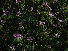 Astragalus rattanii jepsonianus