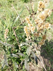 Pterocaulon cordobense