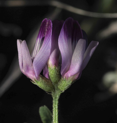 Astragalus rattanii jepsonianus