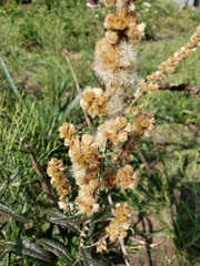 Pterocaulon cordobense