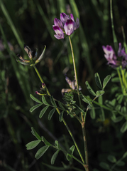 Astragalus rattanii jepsonianus
