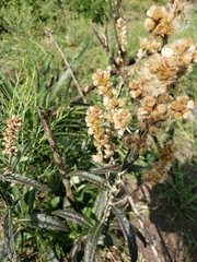 Pterocaulon cordobense