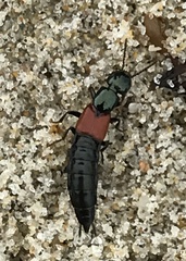 Phucobius pectoralis