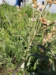 Pterocaulon cordobense