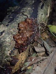 Tremella vesiculosa