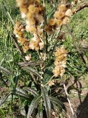 Pterocaulon cordobense