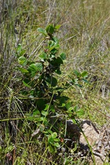 Cercocarpus betuloides blancheae