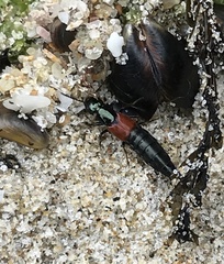 Phucobius pectoralis