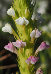 Castilleja rubicundula rubicundula