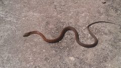 Rhabdophis